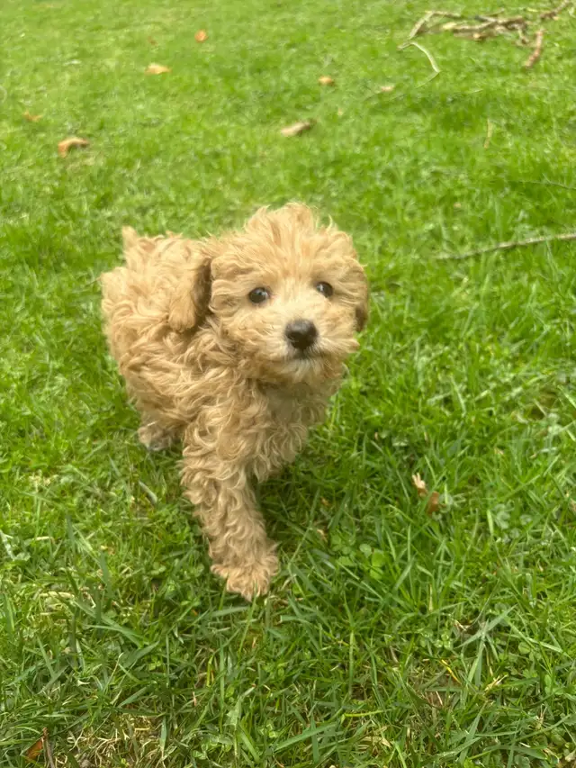 Maltipoo Puppies - Photo 4