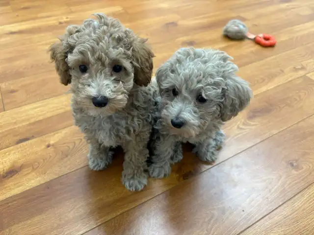 Maltipoo Puppies - Photo 5