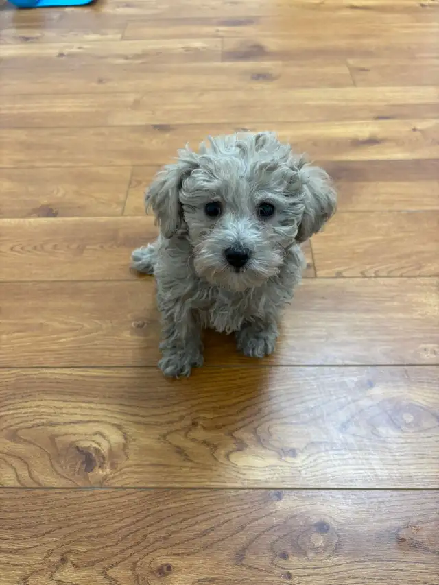 Maltipoo Puppies - Photo 6