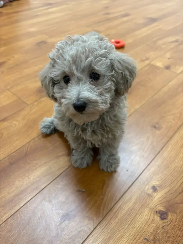 Maltipoo Puppies - Photo 7