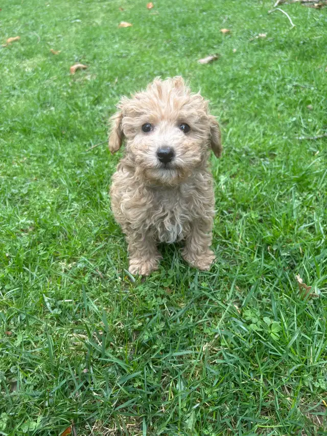 Maltipoo Puppies - Photo 8