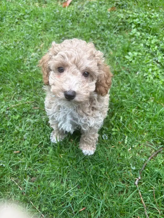 Maltipoo Puppies - Photo 9