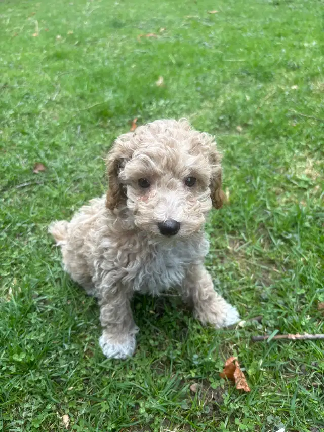 Maltipoo Puppies - Photo 10