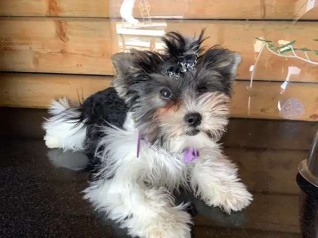 YORKSHIRE BIEWER FEMALE