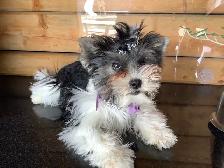 YORKSHIRE BIEWER FEMALE