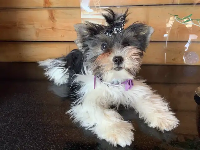 YORKSHIRE BIEWER FEMALE - Photo 2