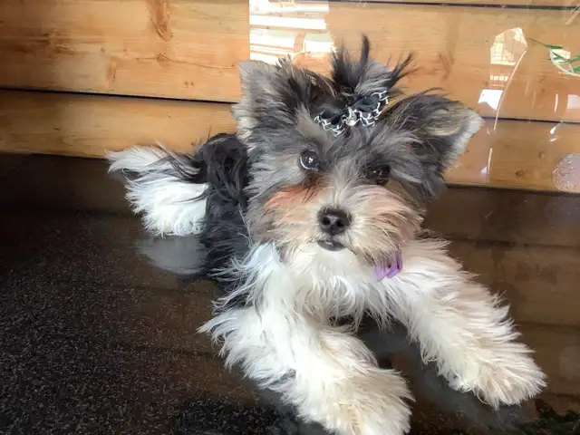 YORKSHIRE BIEWER FEMALE - Photo 3