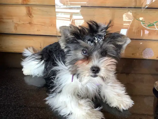 YORKSHIRE BIEWER FEMALE - Photo 4