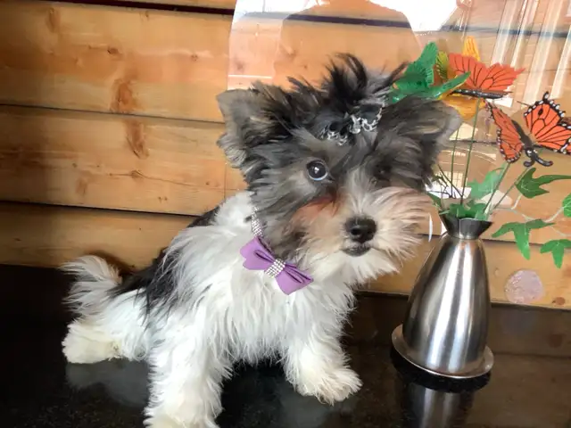 YORKSHIRE BIEWER FEMALE - Photo 5