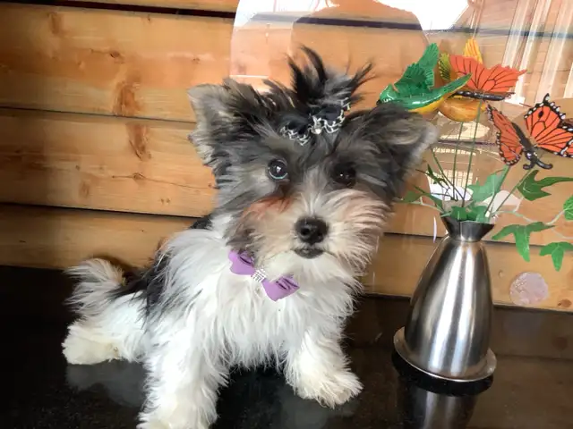 YORKSHIRE BIEWER FEMALE - Photo 6