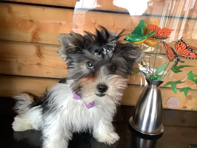 YORKSHIRE BIEWER FEMALE - Photo 7