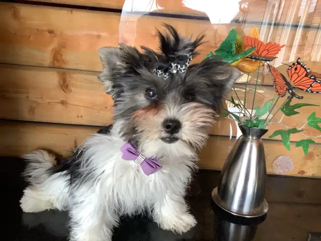 YORKSHIRE BIEWER FEMALE - Photo 8