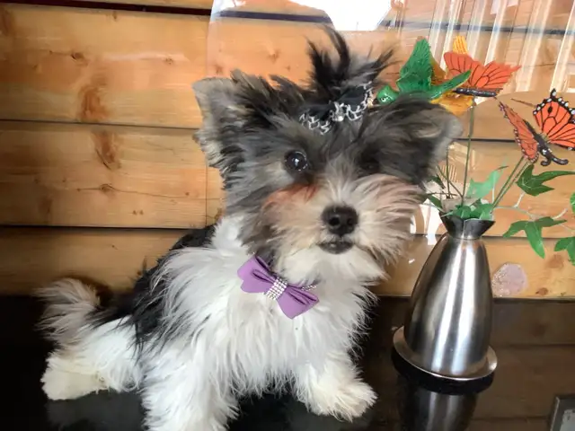 YORKSHIRE BIEWER FEMALE - Photo 9