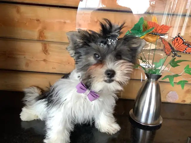 YORKSHIRE BIEWER FEMALE - Photo 10