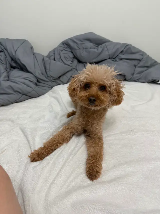 Wanted: Room Rental / Basemen / Apartment / Condo Move-in Apr 28