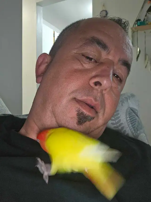 Female lovebirds. - Photo 2