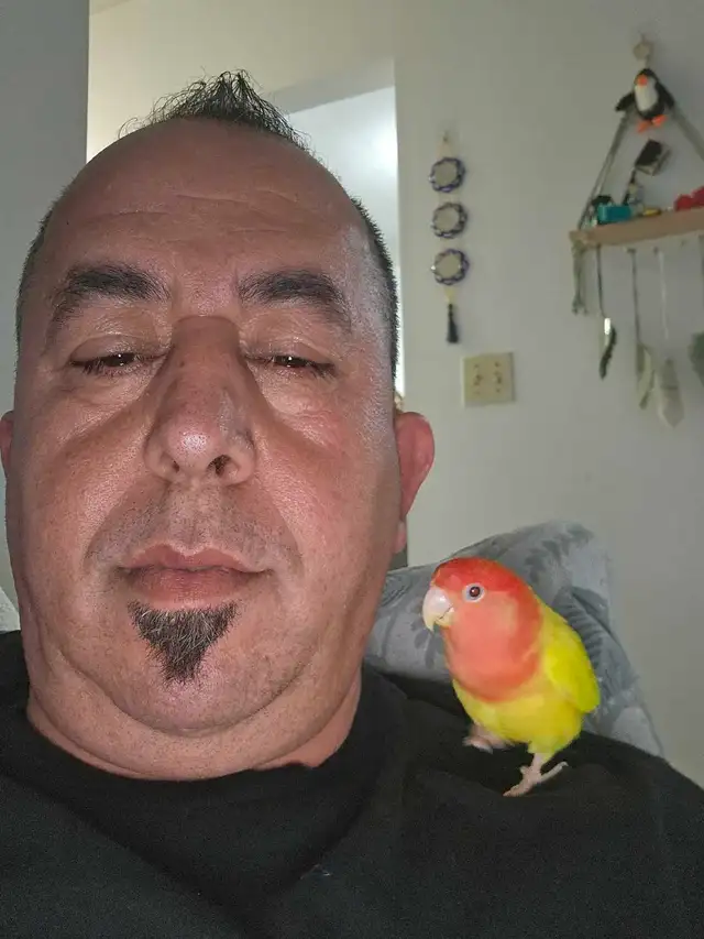 Female lovebirds. - Photo 3