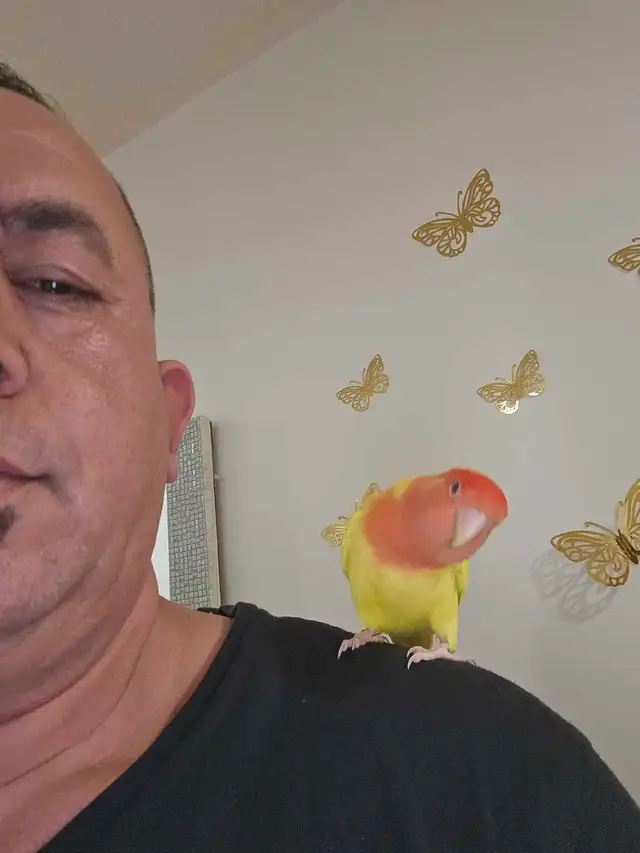 Female lovebirds. - Photo 4