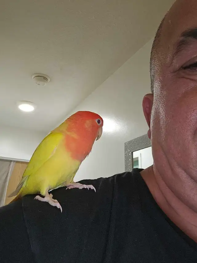 Female lovebirds. - Photo 5