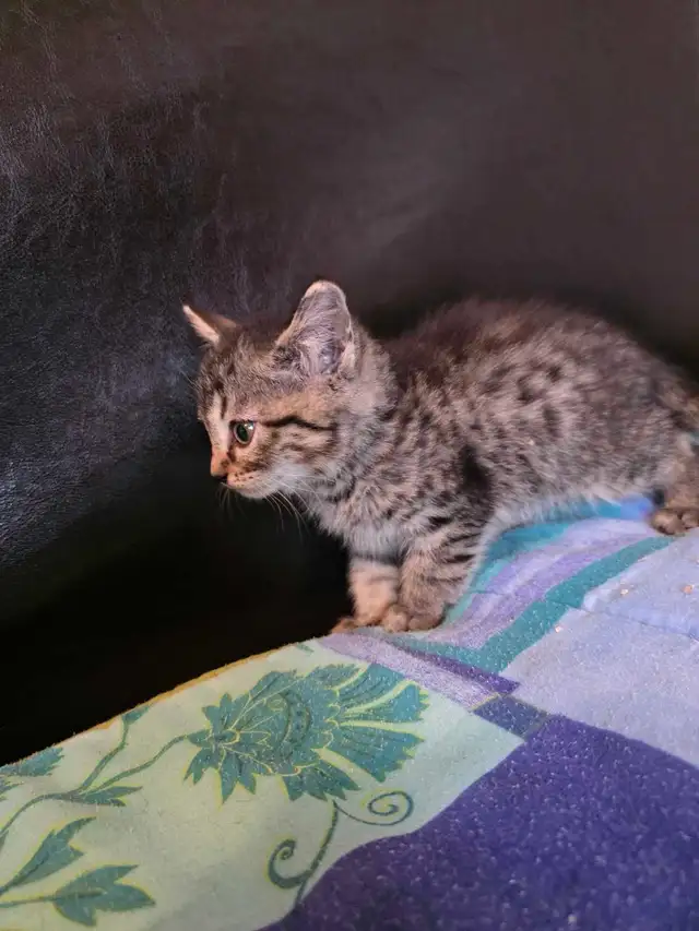 Chatons Mix Bengal à Vendre ! - Photo 2