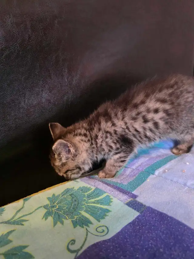 Chatons Mix Bengal à Vendre ! - Photo 3