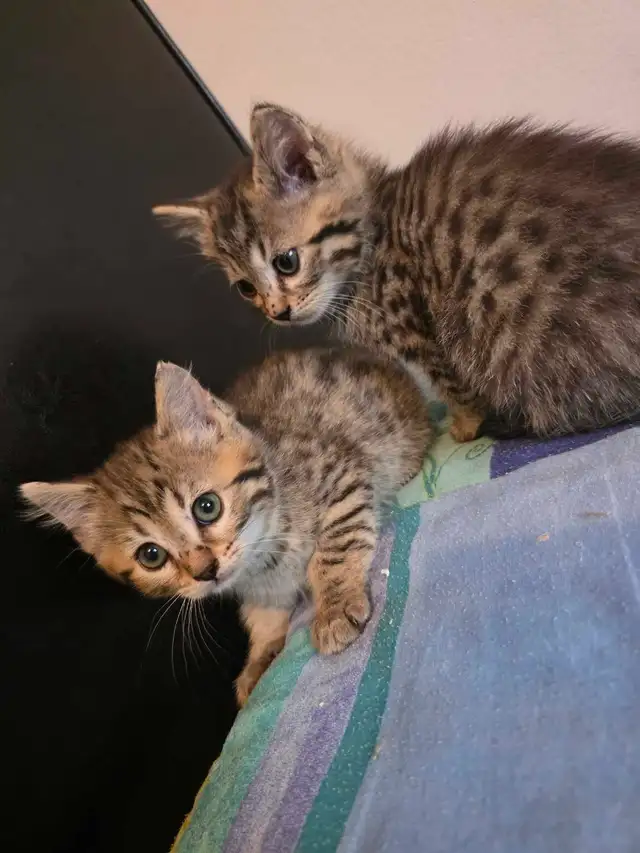 Chatons Mix Bengal à Vendre ! - Photo 4