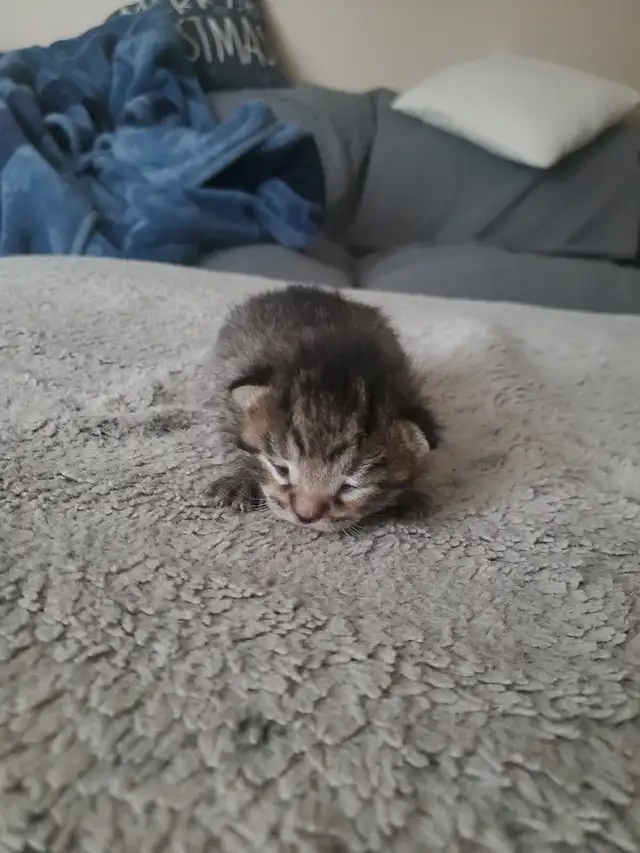 Tabby kittens - Photo 2