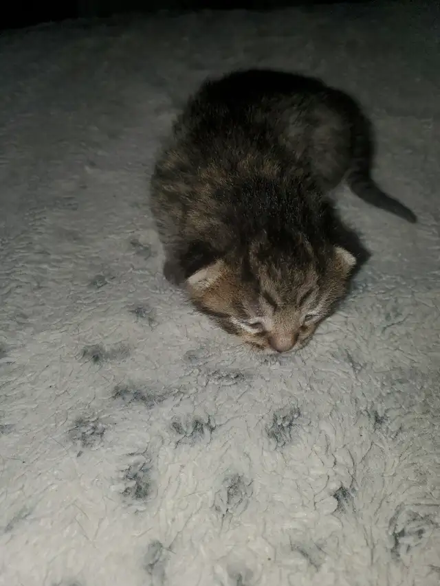 Tabby kittens - Photo 3