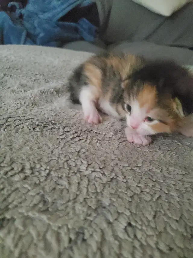 Tabby kittens - Photo 4