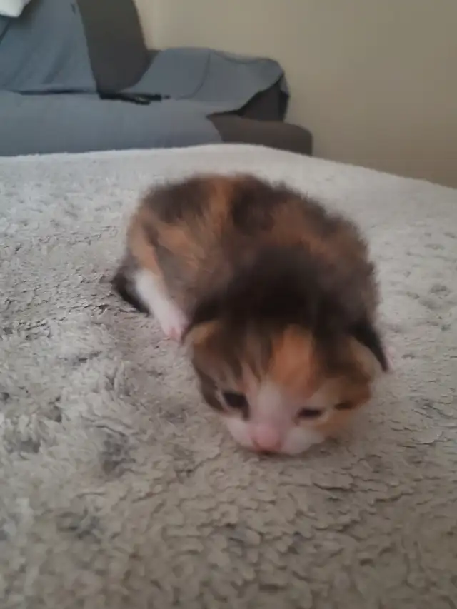 Tabby kittens - Photo 5