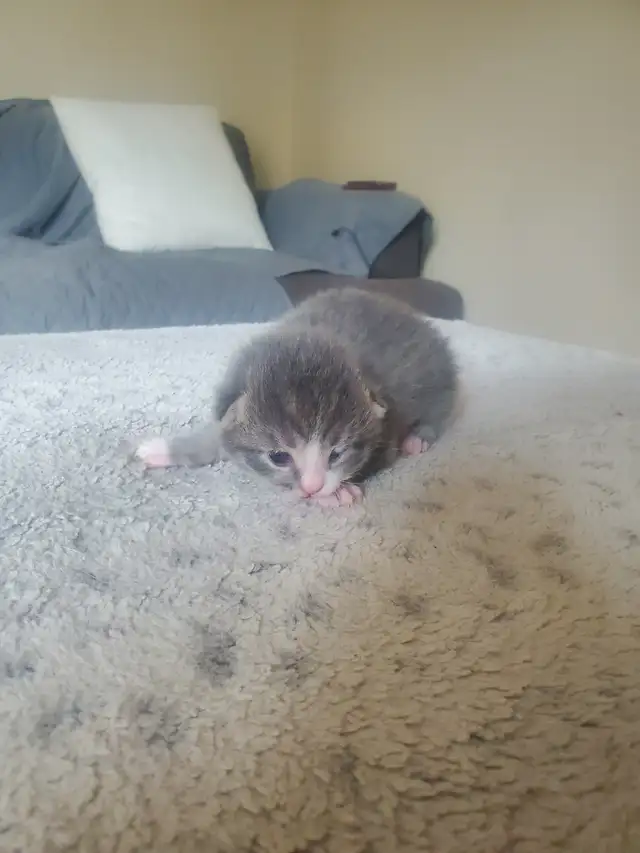 Tabby kittens - Photo 6