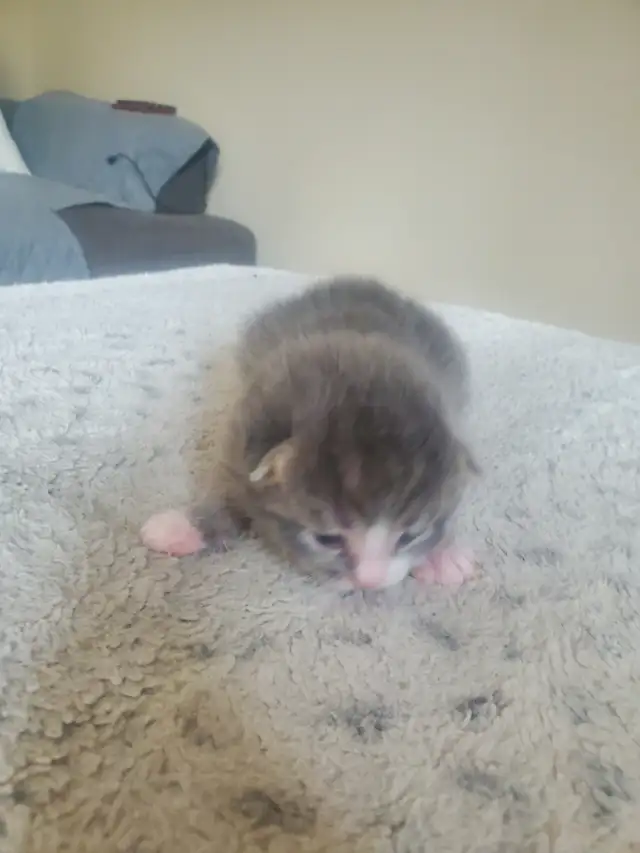 Tabby kittens - Photo 7