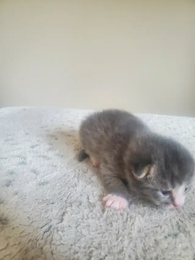 Tabby kittens - Photo 8