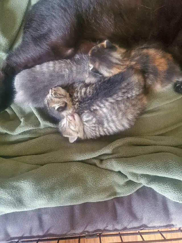 Tabby kittens - Photo 9