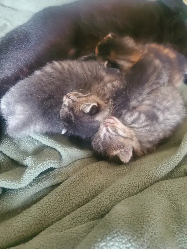 Tabby kittens - Photo 10