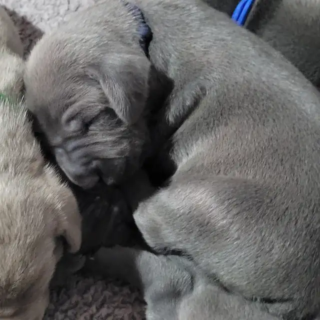 Weimaraner Puppies