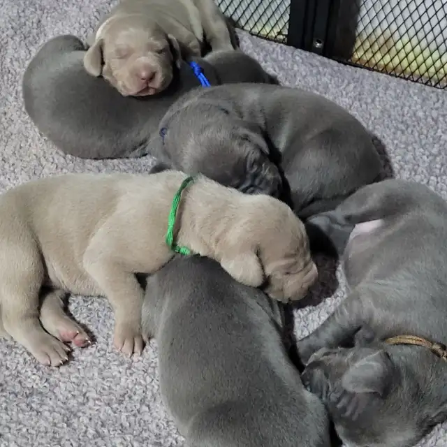 Weimaraner Puppies - Photo 2