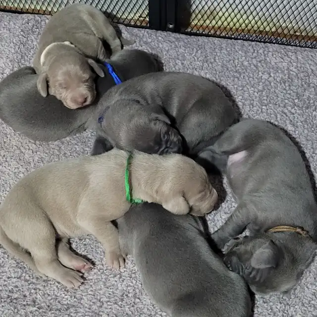 Weimaraner Puppies - Photo 3