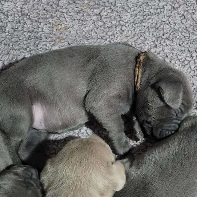 Weimaraner Puppies - Photo 4