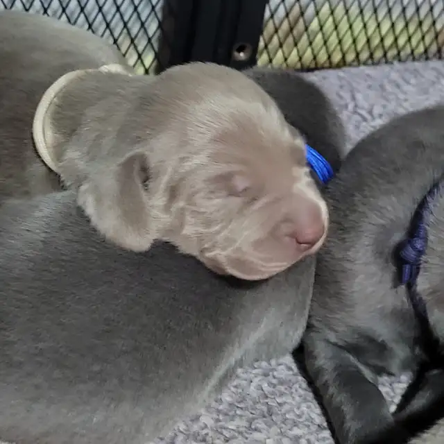Weimaraner Puppies - Photo 5