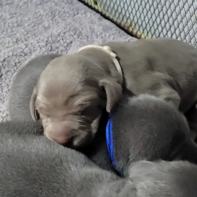 Weimaraner Puppies - Photo 6