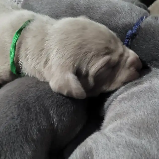 Weimaraner Puppies - Photo 7
