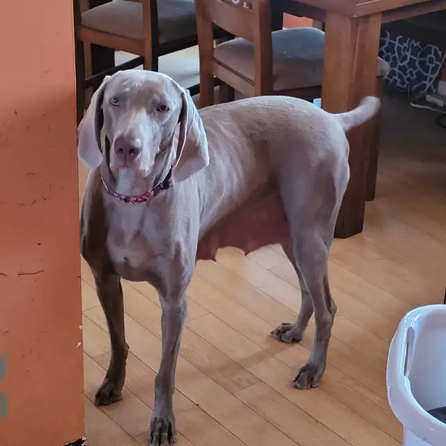 Weimaraner Puppies - Photo 8