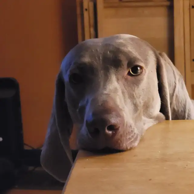 Weimaraner Puppies - Photo 9