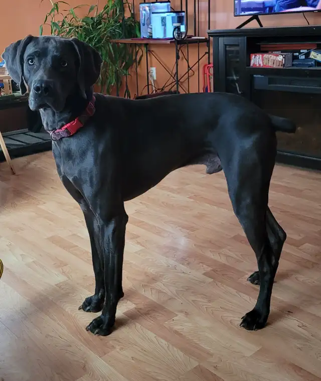 Weimaraner Puppies - Photo 10