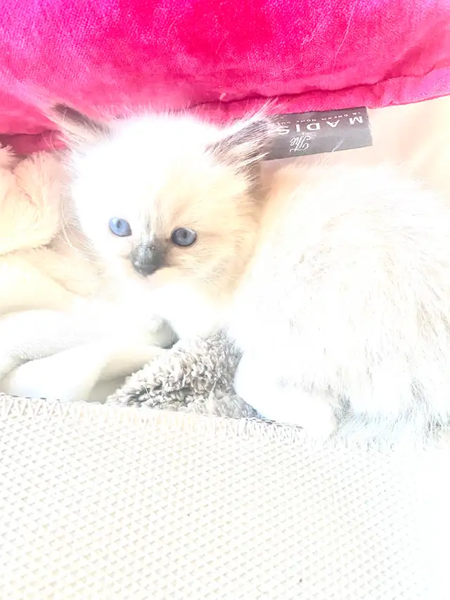 BEAUTIFUL BICOLOR RAGDOLLS!! - Photo 4