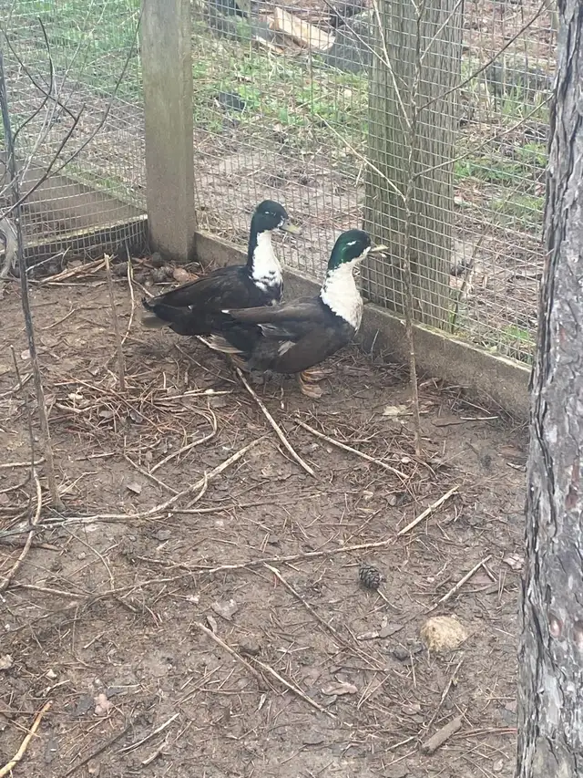2 male call ducks