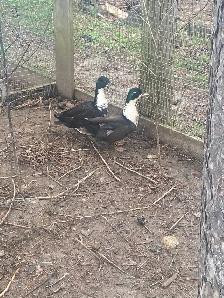 2 male call ducks
