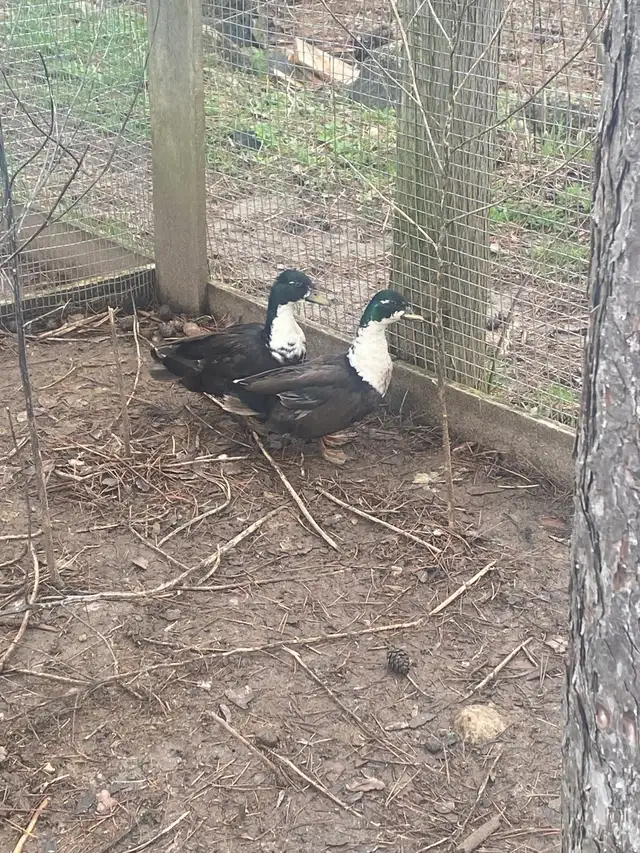 2 male call ducks - Photo 2