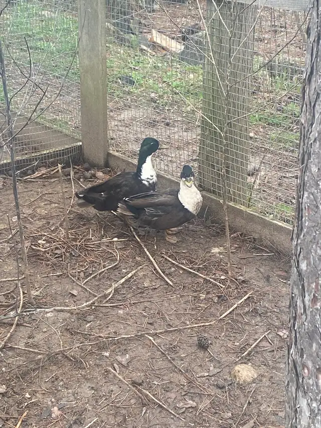 2 male call ducks - Photo 3